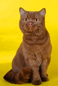 Шоколадный окрас британских кошек с фото галереей. Фото британских кошек, котов, котят шоколадного окраса. Шоколадные британцы: стандарт окраса 
